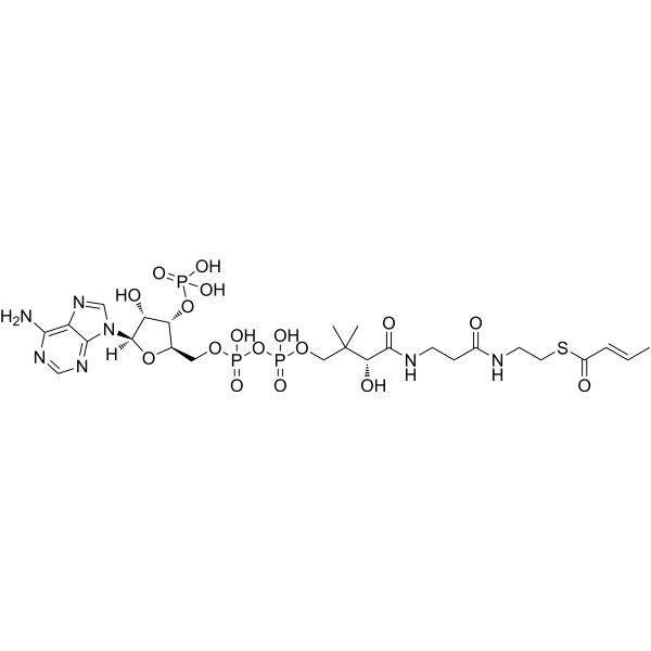 Crotonyl-CoA 992-67-6